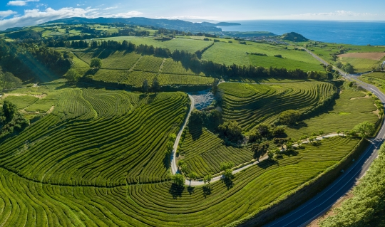 Azores Incentive Facet