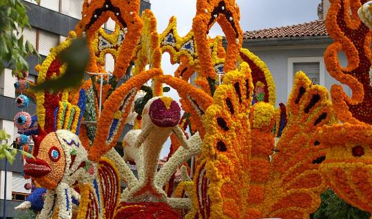 A Battle of Colors and Fragrances