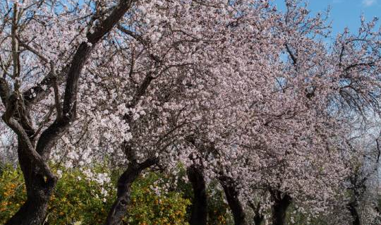 Almond Blossom in the Algarve