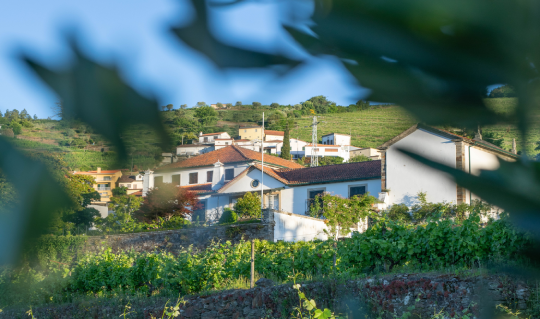 Luxurious Wine Estate with Gastronomic Escape