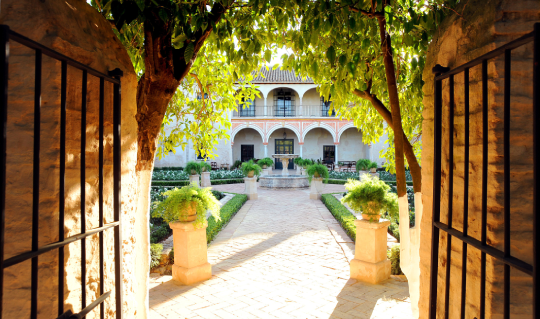 Dinner Under the Olive Trees
