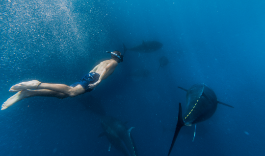 Chasing Tuna Along the Mediterranean